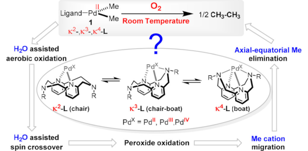 JACS abstract figure for Unraveling the Role of a Flexible Tetradentate Ligand in the Aerobic Oxidative Carbon–Carbon Bond Formation with Palladium Complexes: A Computational Mechanistic Study Publication