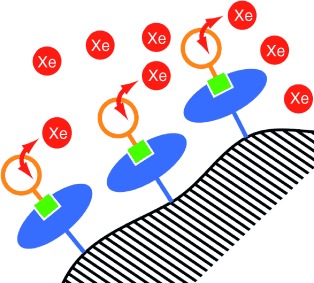 Schematic of spectrally resolved magnetic resonance imaging of the xenon biosensor