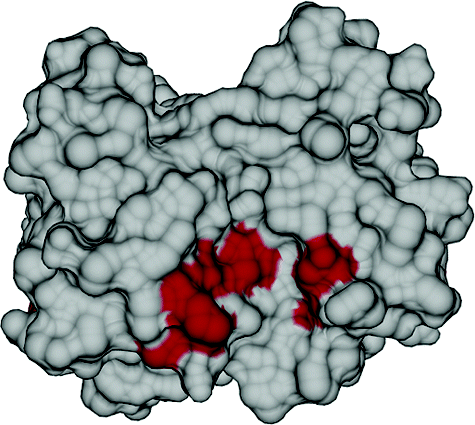 Schematic of NMR derived dynamic aspects of N-type inactivation of a KV channel
