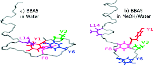 Schematic of methanol strengthening hydrogen bonds and weakening hydrophobic interactions in proteins