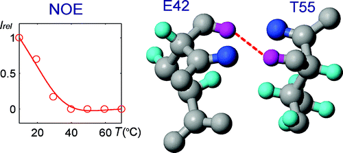 Schematic of folding of a tryptophan zipper peptide investigated based on nuclear overhauser effect and thermal denaturation