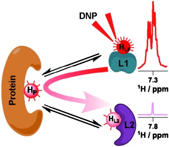 Schematic of hyperpolarized binding pocket nuclear overhauser effect for determination of competitive ligand binding