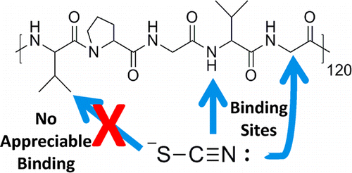 Schematic of molecular mechanisms of ion specific effects on proteins