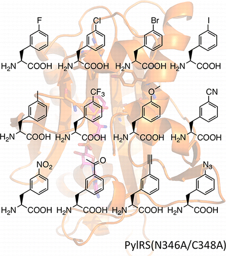 Schematic of genetic incorporation of twelve meta substituted phenylalanine derivatives using a single pyrrolysyl tRNA synthetase mutant