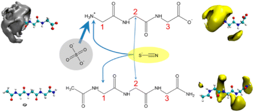 Schematic of reversal of Hofmeister series specific ion effects on peptides