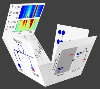 Schematic of Protein folding studied by dissolution dynamic nuclear polarization
