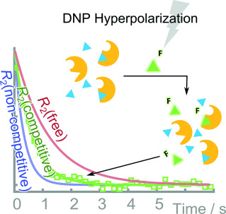 Schematic of affinty screening using competitive binding with fluorine-19 hyperpolarized ligands
