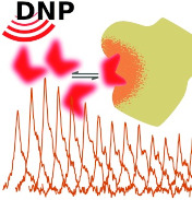 Schematic of polarization transfer from ligands hyperpolarized by dissolution dynamic nuclear polarization for screening in drug discovery