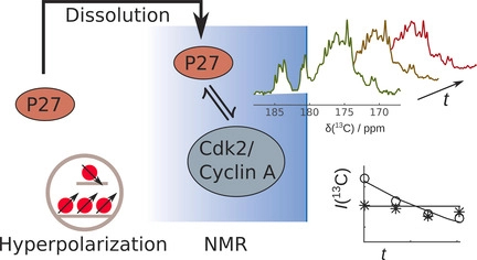 Schematic of real time analysis of folding upon binding of a disordered protein by using dissolution DNP NMR spectroscopy