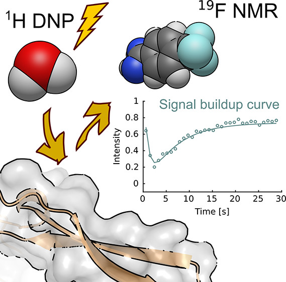 Schematic of interactions measured by 19F nuclear magnetic resonance using hyperpolarized water