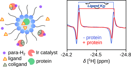 Illustration of parahydrogen polarization in reverse micelles