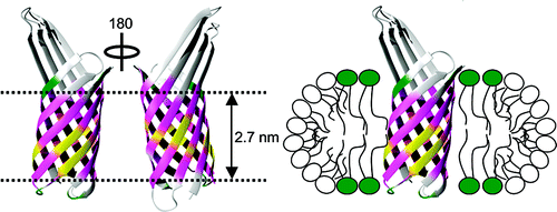 Schematic of bilayer in small bicelles revealed by lipid-protein interactions using NMR spectroscopy