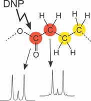 Schematic of rapid determination of biosynthetic pathways using fractional isotope enrichment and high-resolution dynamic nuclear polarization enhanced NMR