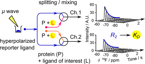 Schematic of Parallelized Ligand Screening Using Dissolution Dynamic Nuclear Polarization