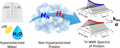 Schematic of the Modeling of Polarization Transfer Kinetics in Protein Hydration Using Hyperpolarized water