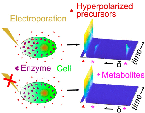 Schematic of Metabolic Measurments of Nonpermeating Compounds in Live Cells Using Hyperpolarized NMR