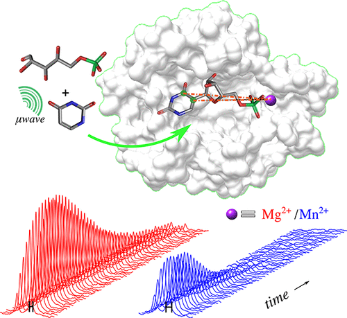 Schematic of Measurement of Kinetics and Active Site Distances in Metalloenzyme using paramagnetic NMR with 13C hyperpolarization