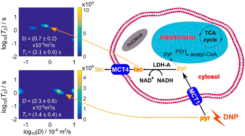 Schematic of the identification of Intra and Extracellular Metabolites in Cancer Cells using 13C Hyperpolarized Ultrafast Laplace NMR