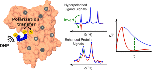 Schematic of Determination of Ligand Binding Epitope Structures Using Polarization Transfer from Hyperpolarized Ligands