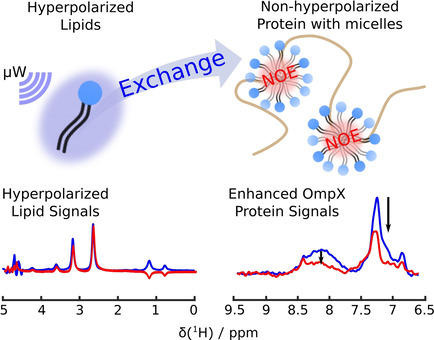 Schematic of Characterization of Mebrance Protein-Lipid Interactions in Unfolded OmpX with Enchanced Time Resolution by Hyperpolarized NMR.
