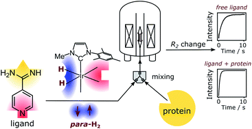 Schematic of experiment for determining protein-ligand interaction