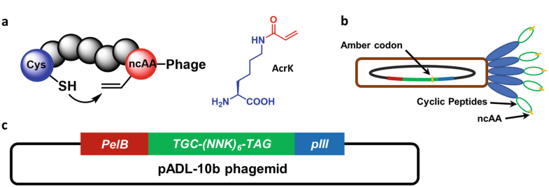 Peptide Conjugation