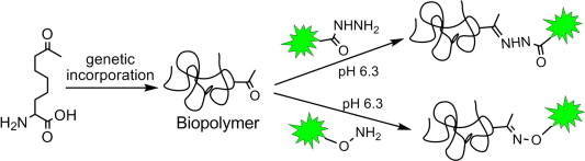 Bioorg.Med.Chem.lett_2010_878