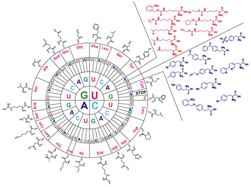 Bioorthogonal reactions