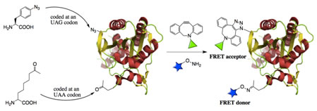 Protein FRET labeling for biosensor development