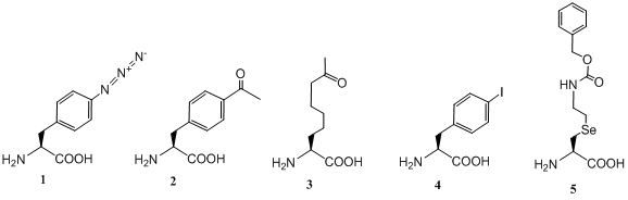 Noncanonical amino acids for genetic incorporation and further chemical labelling