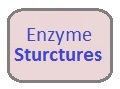 Enzyme Structures